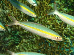 Pterocaesio chrysozona
